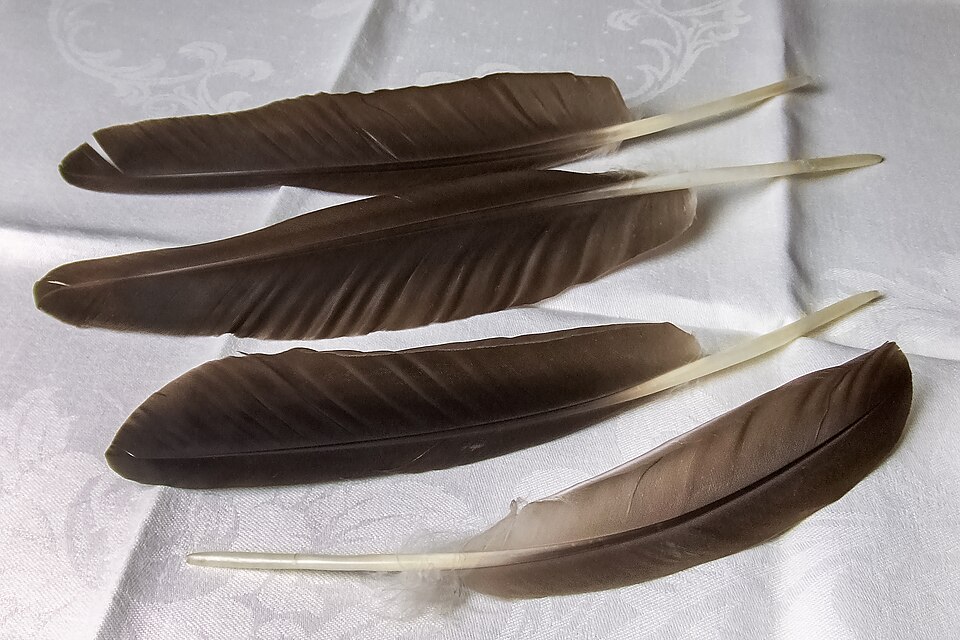 Plume et manuscrit